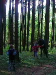 Foto - Zitkov den v lese