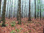 Foto - Lesy mly zajmavou atmosfru