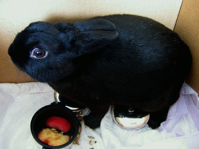 Foto - Rabbit