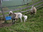 Foto - Ovce spsaj zatravnn svahy skldky